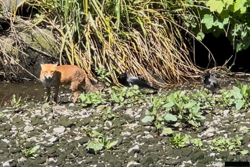 Red Foxes in Dublin: near River Dodder with hooded crows